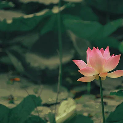 PC翻墙 - 1月21日18.4M/S|免费SSR节点/V2ray节点/Trojan节点/Singbox节点/Shadowrocket节点/Clash节点节点推荐，V2rayC梯子购买推荐