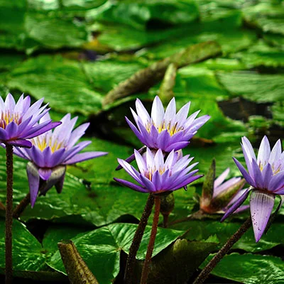 PC翻墙 - 1月9日20.3M/S|免费V2ray节点/SSR节点/Singbox节点/Shadowrocket节点/Clash节点节点推荐，V2rayC梯子购买推荐