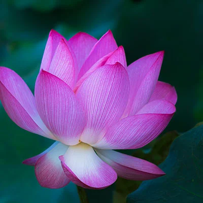 PC翻墙 - 1月26日21M/S|免费Clash节点/SSR节点/V2ray节点/Singbox节点/Shadowrocket节点/Trojan节点节点推荐，V2rayC梯子购买推荐