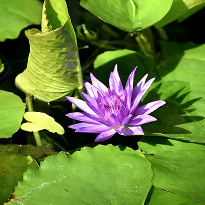 PC翻墙 - 10月17日21.2M/S|免费Singbox节点/Shadowrocket节点/Clash节点/V2ray节点/SSR节点节点推荐，V2rayC梯子购买推荐