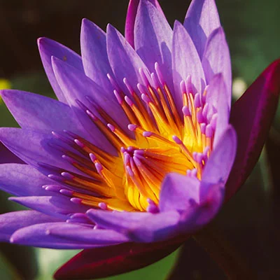 PC翻墙 - 1月17日20.4M/S|免费V2ray节点/Trojan节点/Clash节点/Singbox节点/SSR节点/Shadowrocket节点节点推荐，V2rayC梯子购买推荐