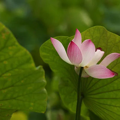 PC翻墙 - 10月9日19.6M/S|免费Singbox节点/Clash节点/V2ray节点/SSR节点/Shadowrocket节点节点推荐，V2rayC梯子购买推荐
