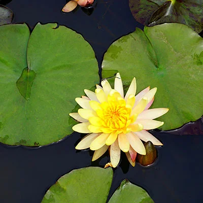 PC翻墙 - 1月27日20.8M/S|免费Singbox节点/Clash节点/Trojan节点/Shadowrocket节点/SSR节点/V2ray节点节点推荐，V2rayC梯子购买推荐